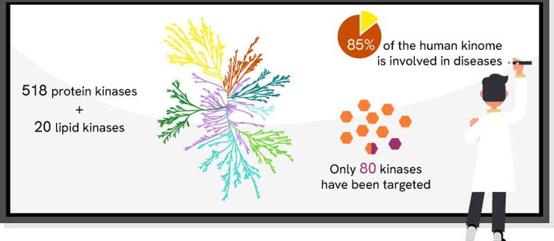 ILL-Re-color-figures-(Kinase-Webpage)_Kinases-lookbook-general-facts