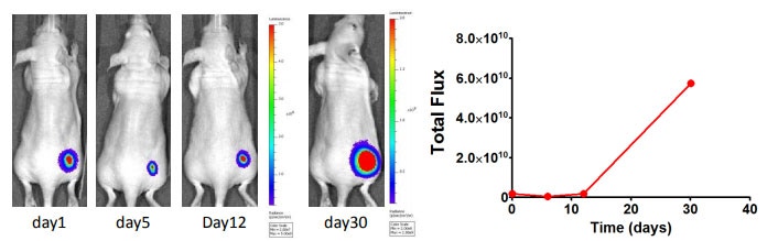 IVISbrite Tumor Cell Lines