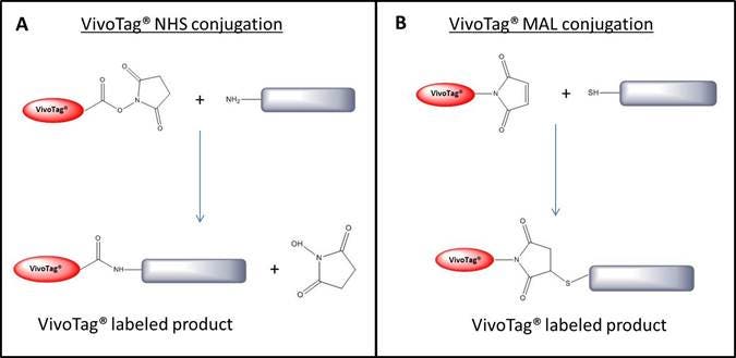 IVISense Fluorescent Dyes