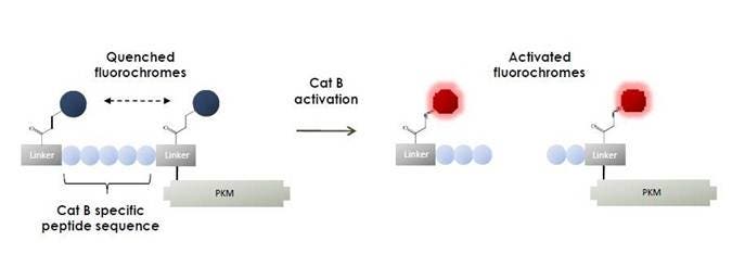 IVISense-cat-b-fast-fluorescent-probe