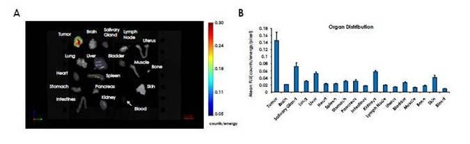 IVISense-cat-b-fast-fluorescent-probe