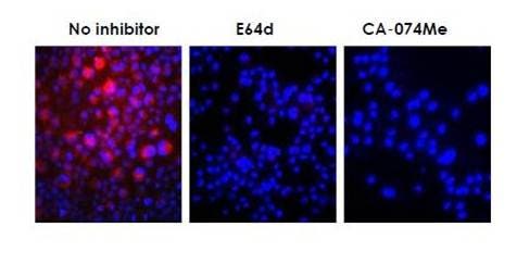 IVISense-cat-b-fast-fluorescent-probe