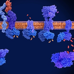 Image-2_GPCR-research_HTRF-category-page_252x252