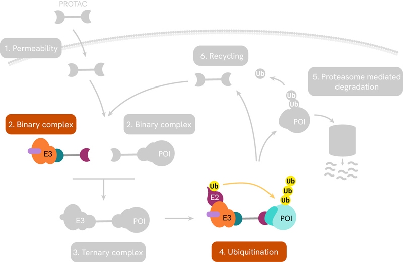 Image-4-protac-mechanism-e3-ligase-800px