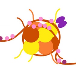Image-section-2-histone-modification_252x252