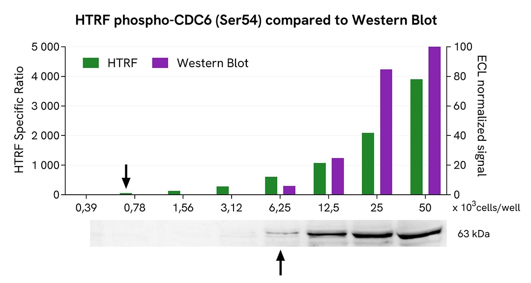 CDC6 phospho-S54 assay validation WB