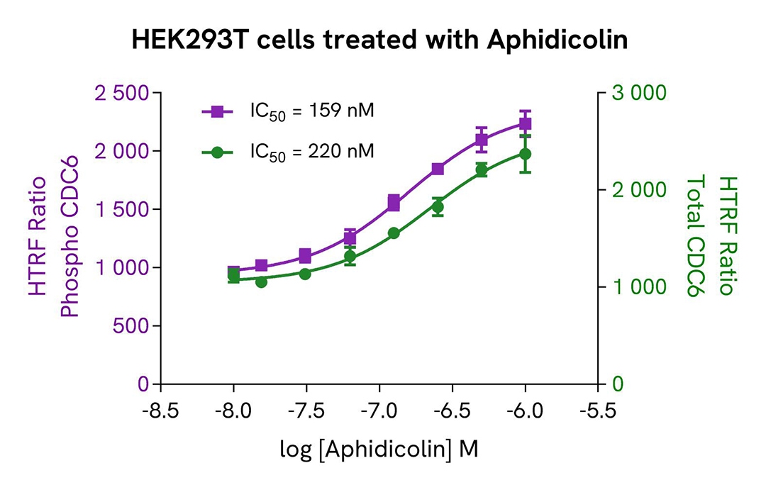 CDC6 phospho-S54 assay validation activator Aphidicolin