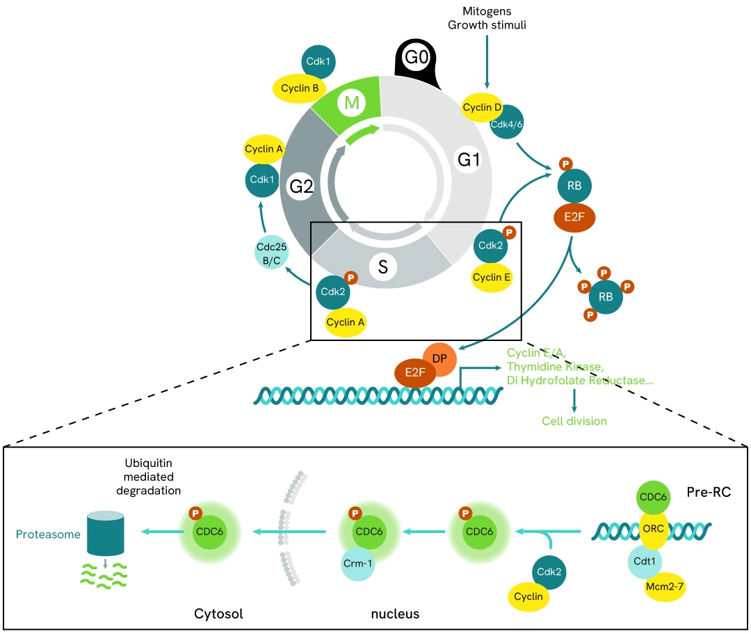 CDC6 phospho-S54 simplified pathway