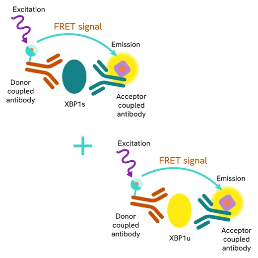 HTRF Human Total XBP1 Detection Kit Image