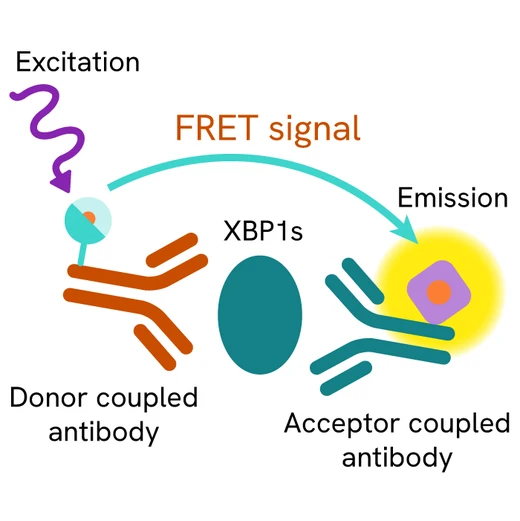 HTRF XBP1s detection kit Image
