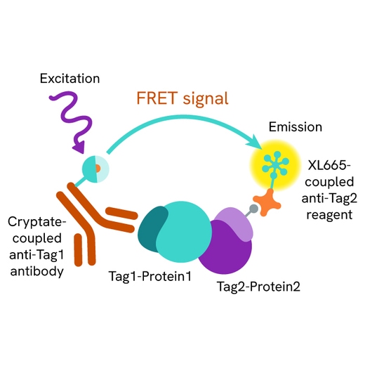 HTRF cytokine IL12 IL12RB1 IL23 IL12RB1
