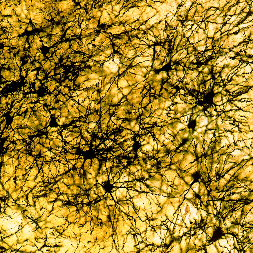 hero neuroscience reagents category page