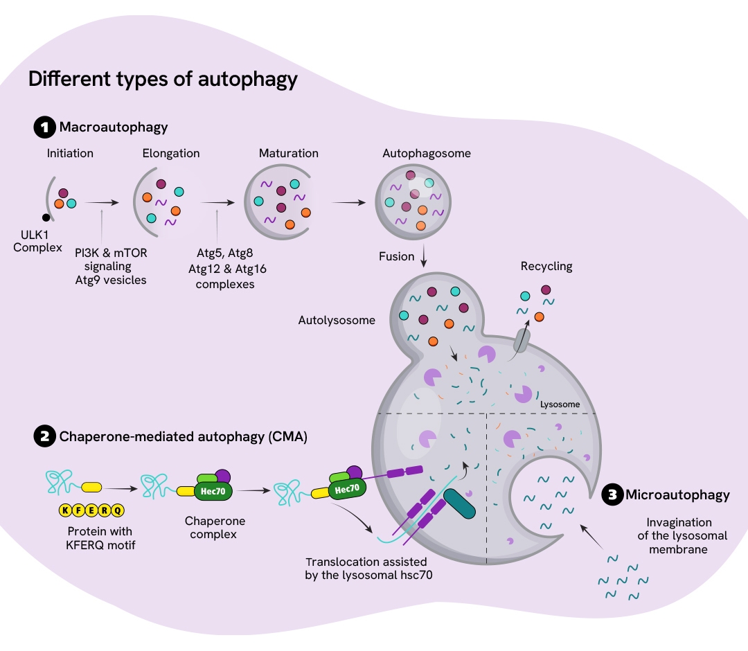 pathway neurosicence reagents category page autophagy