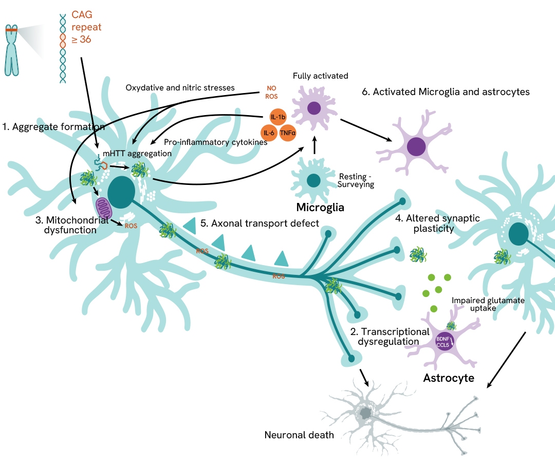 Pathway neurosicence reagents category page huntingtons disease