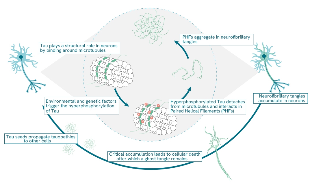 pathway neurosicence reagents category page protein aggregation new