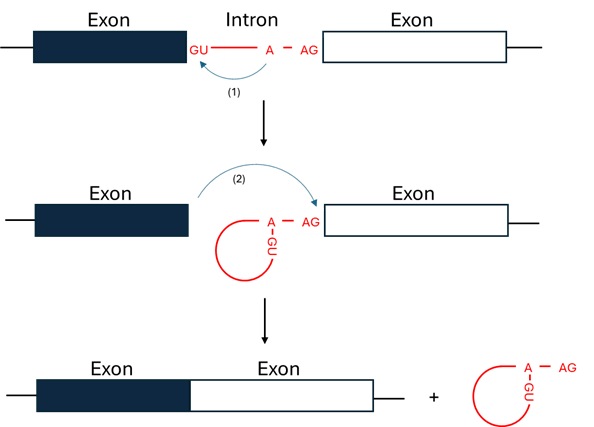 in content picture 2