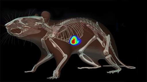 InVivoImagingSolutions-ebk-512x288