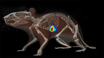 InVivoImagingSolutions-ebk-512x288