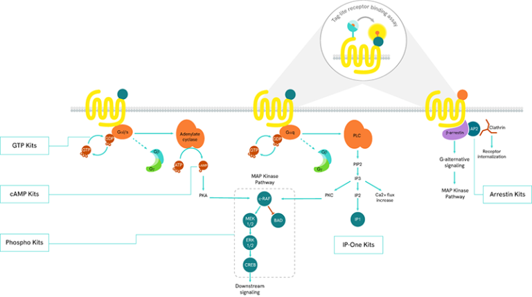 GPCR research reagents | Revvity