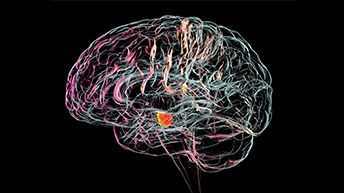 L3Page-7 Alpha-synuclein _344x194.jpg