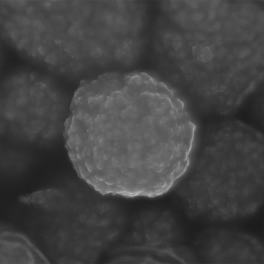 M-PVA-Magnetic-Beads-872x872