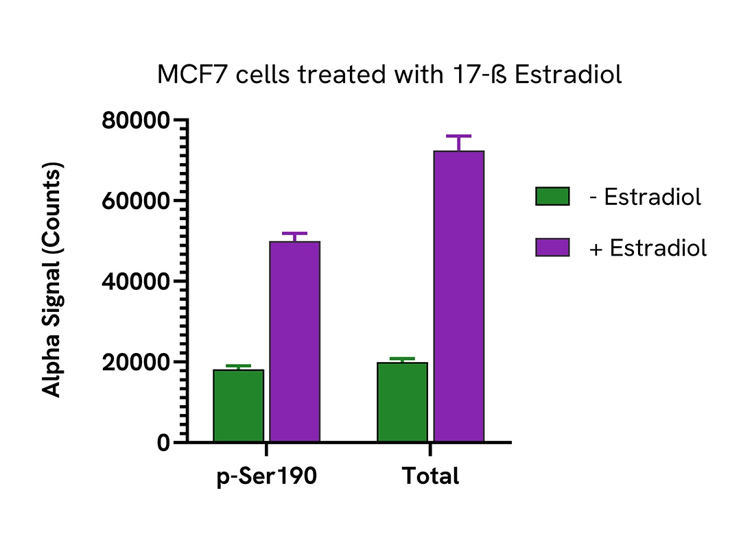 Increase of Progesterone Receptor in 17-ß Estradiol treated cells