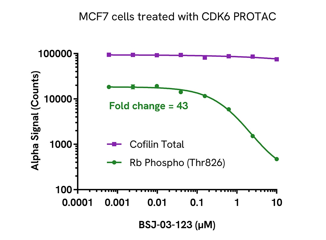 Pharmacological Validation (inhibitor) of Phospho-Rb (Thr826)