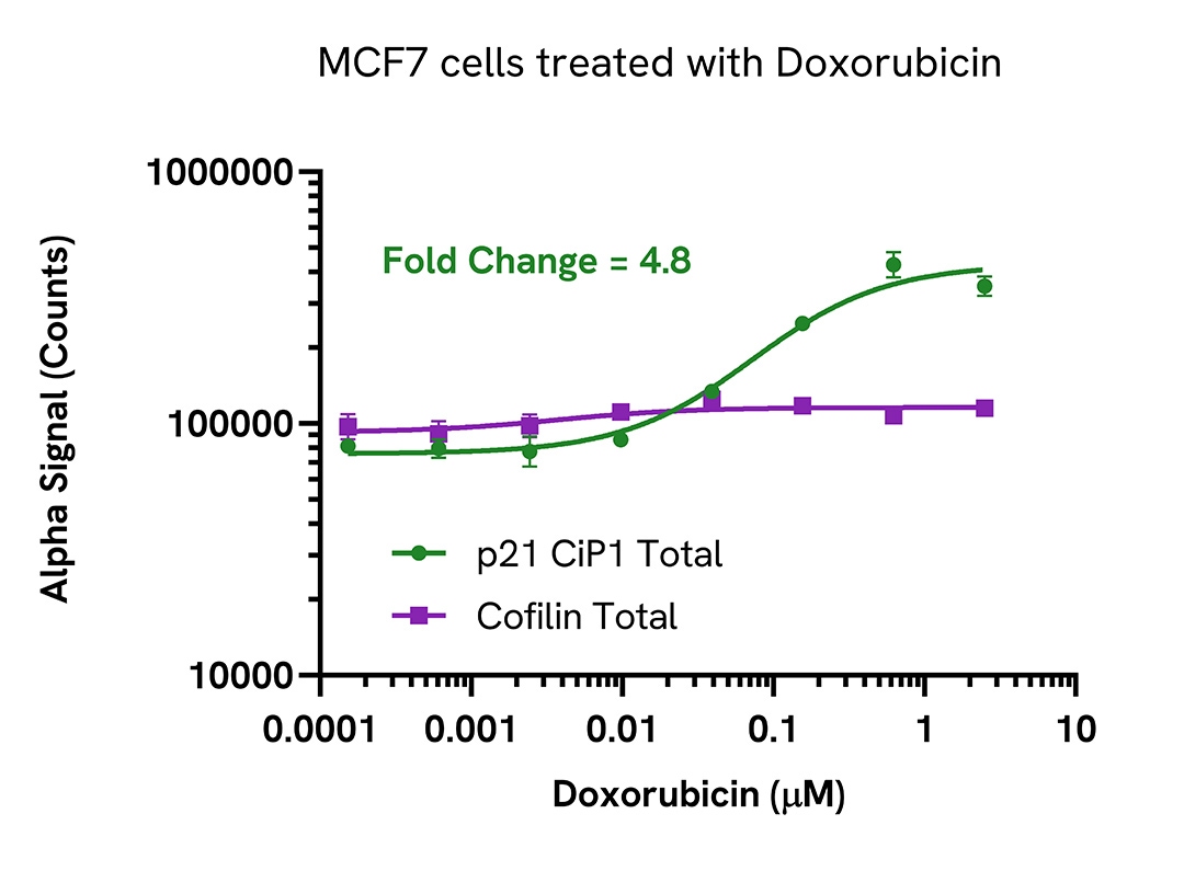 Pharmacological Validation (activator) of p21 CiP1 Total