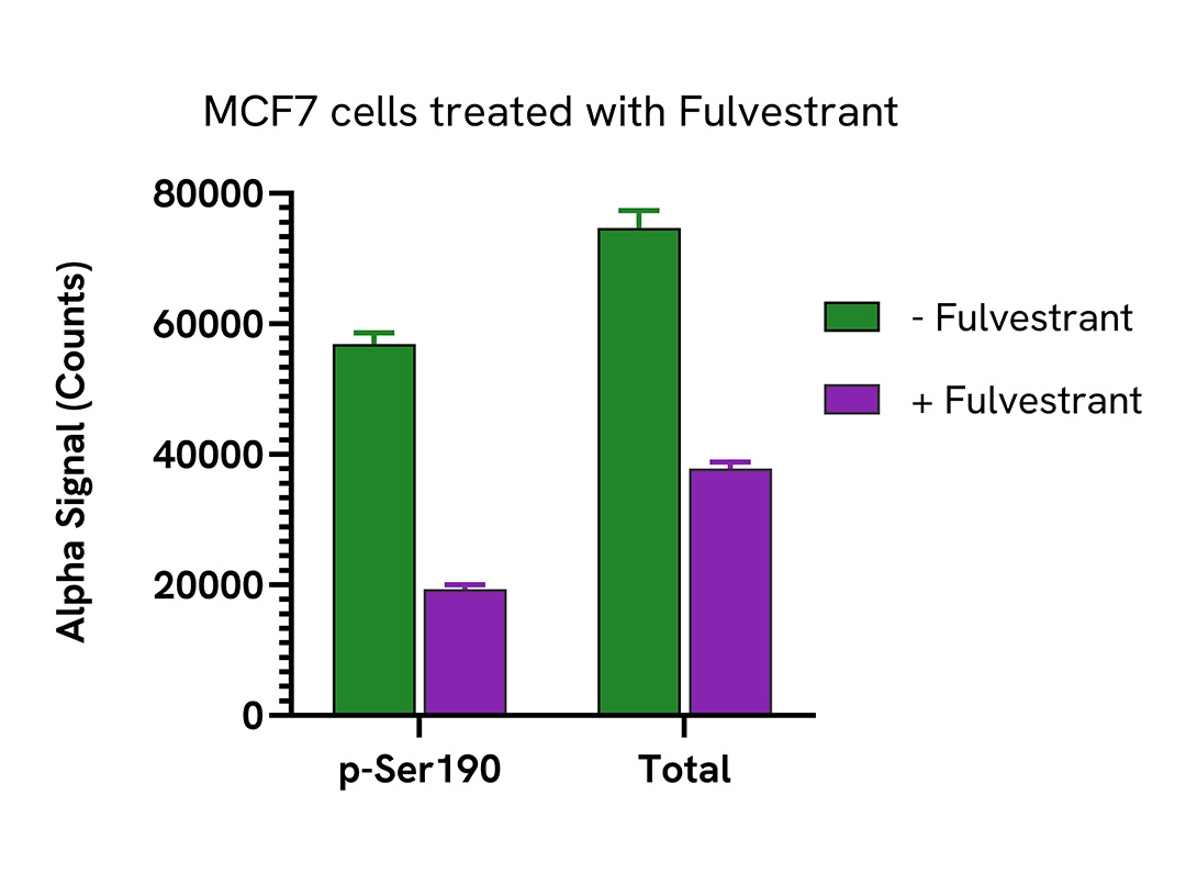 Decrease of Progesterone Receptor in Fulvestrant treated cells