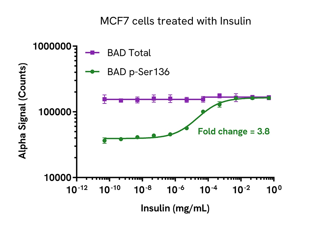 Pharmacological Validation (activator) of Phospho-BAD (Ser136)