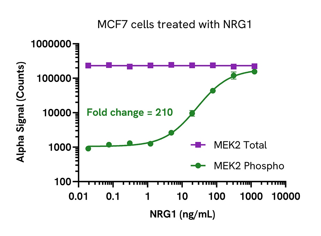 Pharmacological Validation (activator) of Phospho MEK2 (Ser217/221)