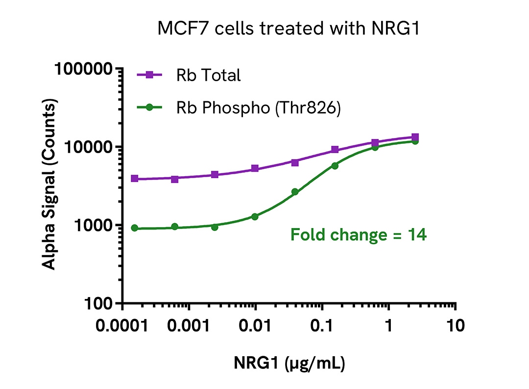 Pharmacological Validation (activator) of Phospho-Rb (Thr826)