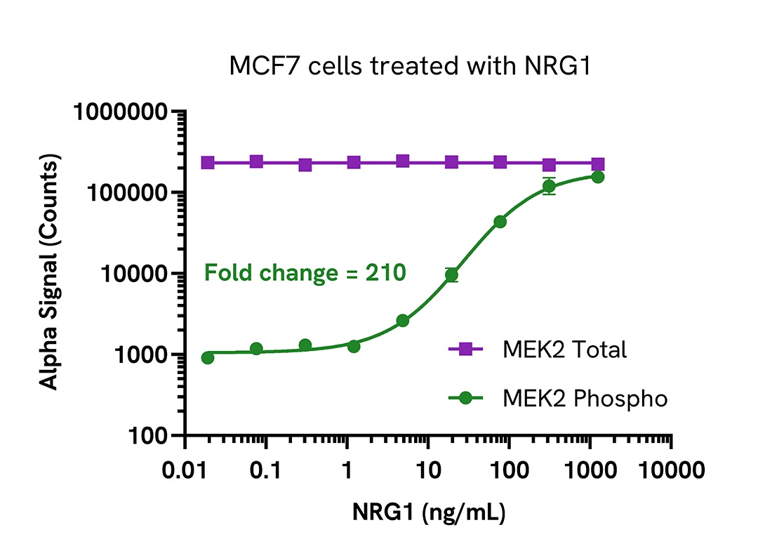 Pharmacological Validation (activator) of Phospho MEK2 (Ser217/221)/Total assays