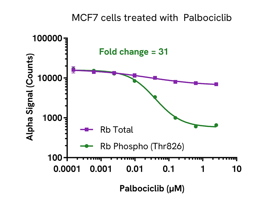 Pharmacological Validation (inhibitor) of Phospho-Rb (Thr821)