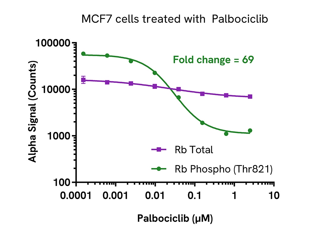 Pharmacological Validation (inhibitor) of Phospho-Rb (Thr826)