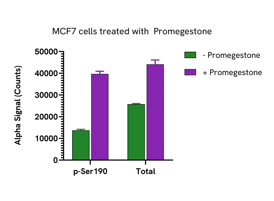 Increase of Progesterone Receptor in Promegestone treated cells