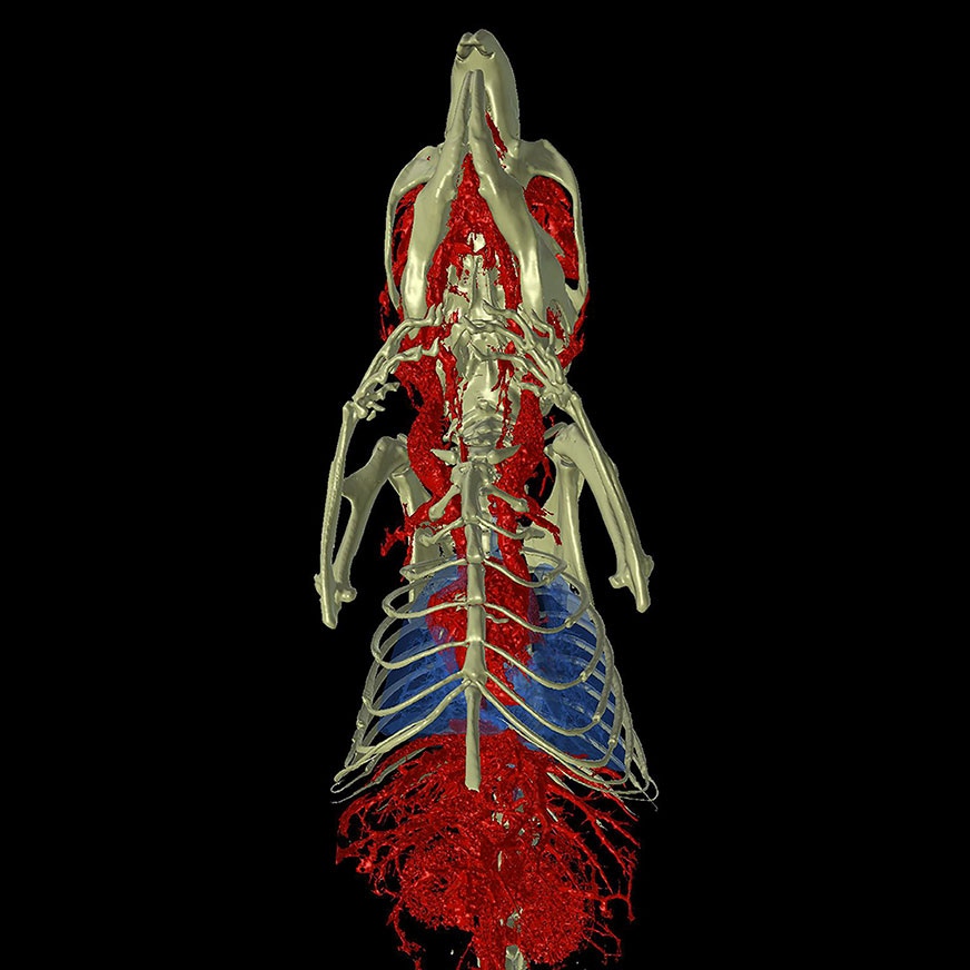 MicroCT imaging 872x872