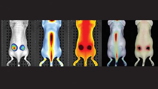 Multiplex2DImaging_512x288