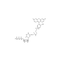 Fluorescein-12-UTP