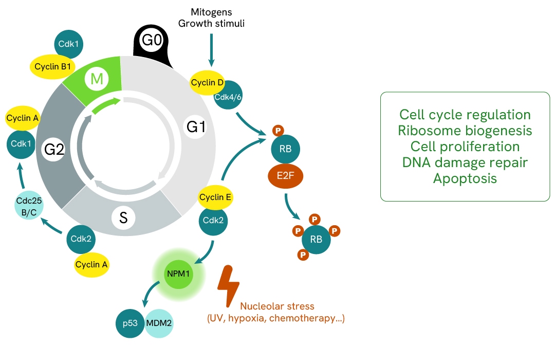 NPM1-total-simplified-pathway-64NPMTPEG-64NPMTPEH-64NPMTPEY.jpg