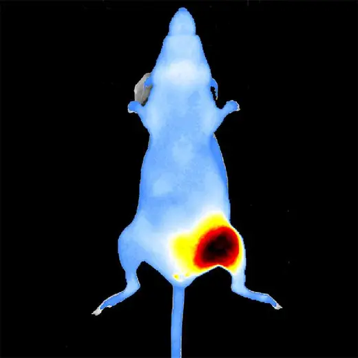 IVISense™ Oncology Fluorescent Imaging Panel