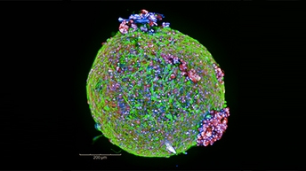 Organoid-derived-512x288