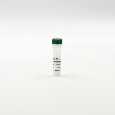 Alpha-SMA control lysate image