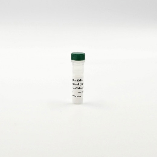 Alpha-SMA control lysate image