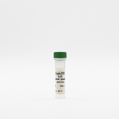 Phospho-STAT3 (Tyr705) control lysate image