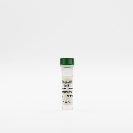 Phospho-IRF3 (Ser386) control lysate vial image