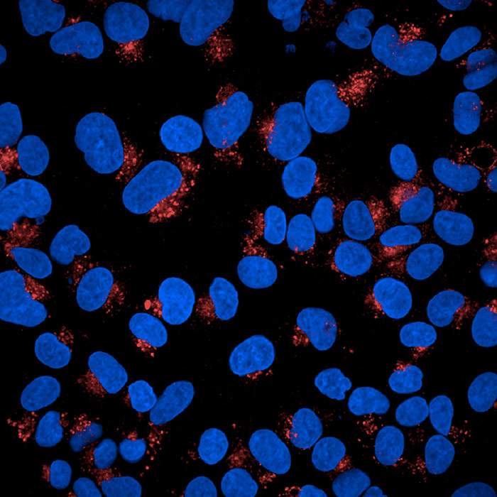 mowl マウルHetrogenityヘトロジェニティマルーンアシッドウォッシュ PhenoVue Multi-organelle Staining Kit 1x384 wells | Revvity