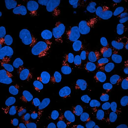 HepG2 cells stained with PhenoVue Fluor 647 - Goat Anti-Rat Antibody after oleic acid treatment, imaged on the Opera Phenix Plus HCS system.