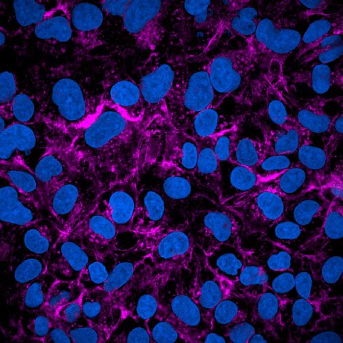 PhenoVue Multi-organelle Staining Kit 1x384 wells | Revvity