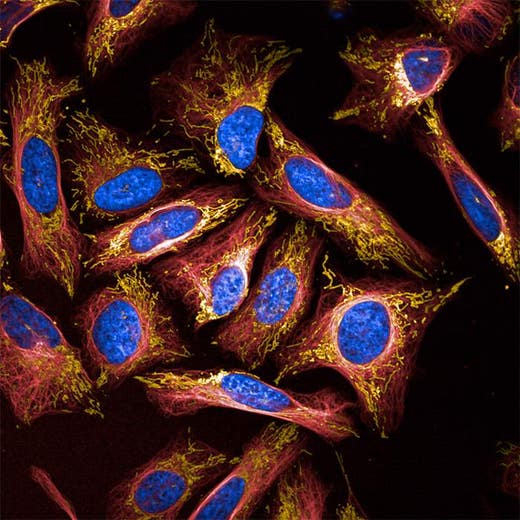 U2OS cells stained with PhenoVue 561 Mitochondrial Stain (Orange), PhenoVue Fluor 647 Live Cell Tubulin Stain (Red) and PhenoVue Hoechst 33342 (Blue).